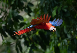 Scarlet Macaw flying with a snack in its beak