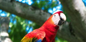 A Scarlet Macaw perches on a branch looking up a tree Costa Rica