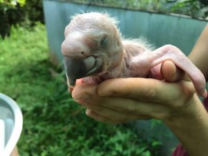 A happy Great Green Macaw chick