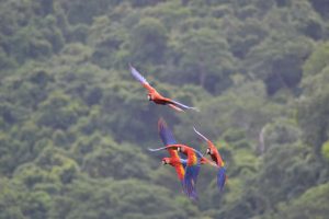 Four Scarlet Macaws fly with the Costa Rican rainforest in the background
