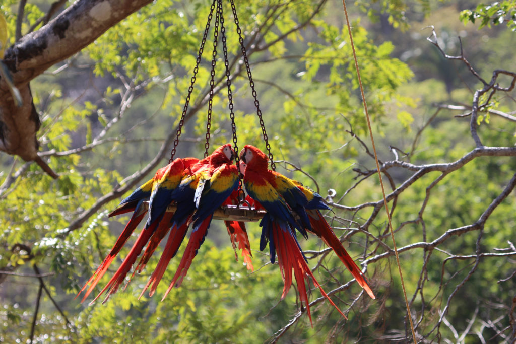 Released Scarlet Macaws enjoy supplementary feeding