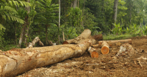 Logged trees in Sarapiqui Costa Rica