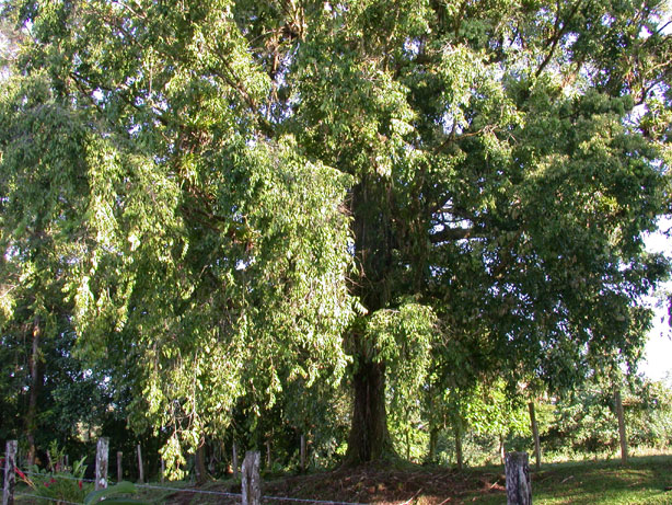 Titor tree, picture by R. Aguilar