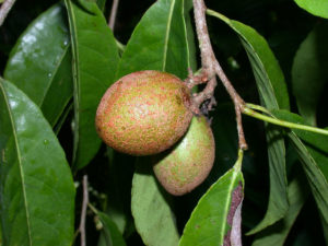 Titor tree's fruit. picture by R. Aguilar