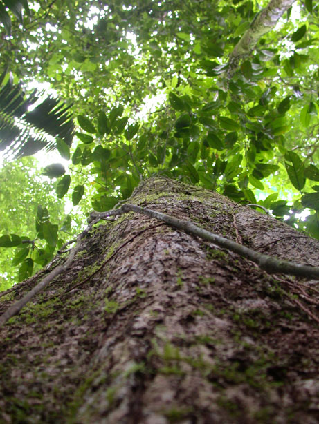 Titor tree's trunk and branches seen from below, picture by R. Aguilar