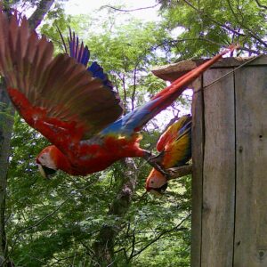 A young Scarlet Macaw flying for the first time