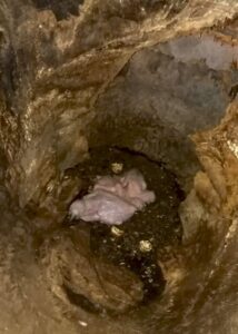 wild great green macaw chicks in Costa Rica