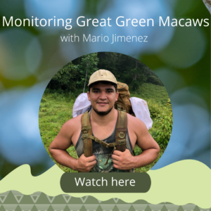 click to watch "monitoring great green macaw"