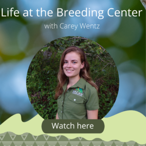 click to watch "life at the breeding center"