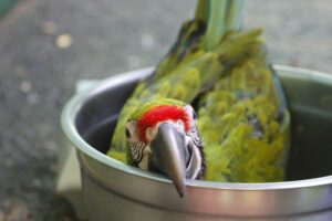 Great Green Macaw Chick