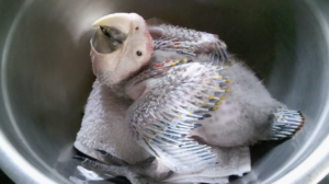 Scarlet macaw chick