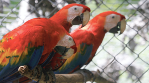 three scarlet macaws