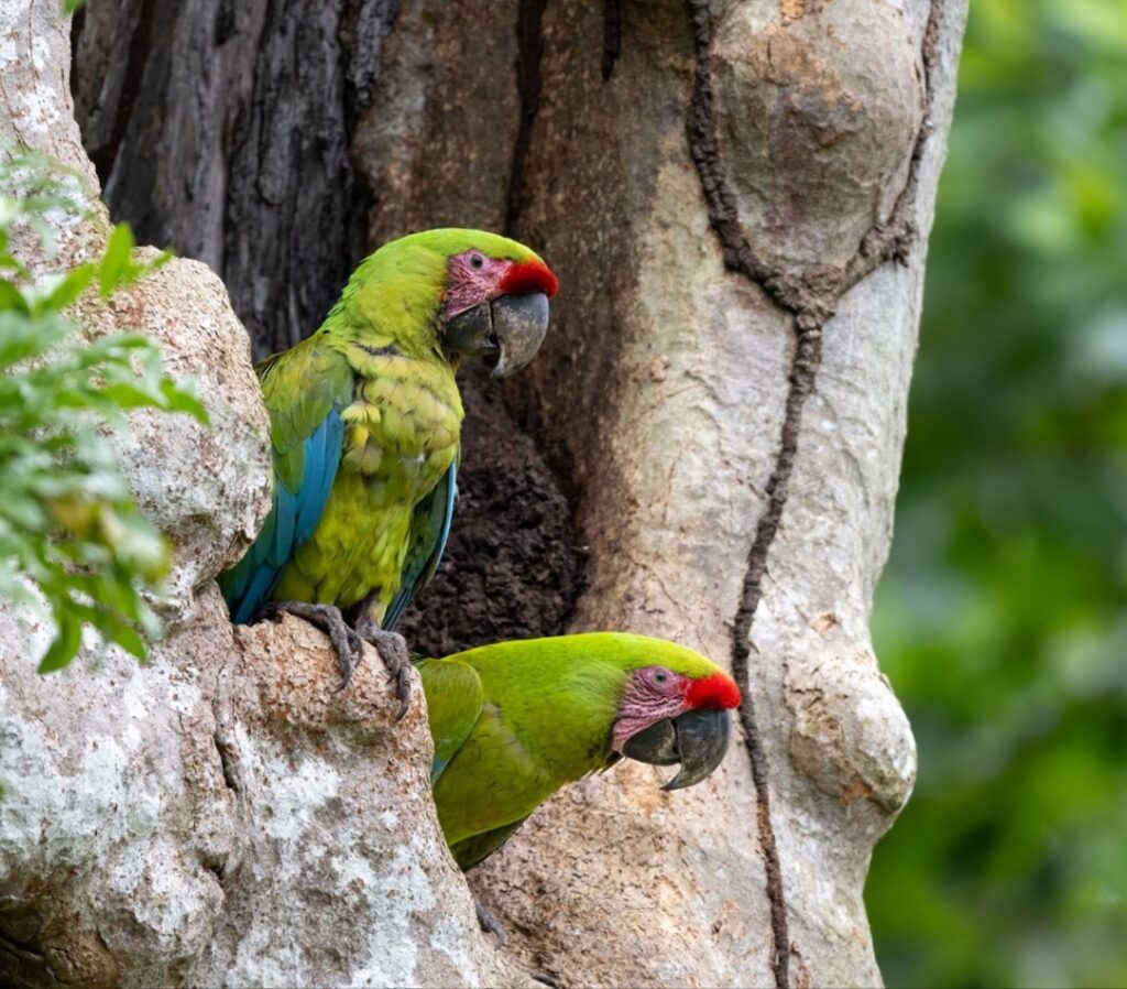 Macaw Recovery Habitat With Led Illumination photo