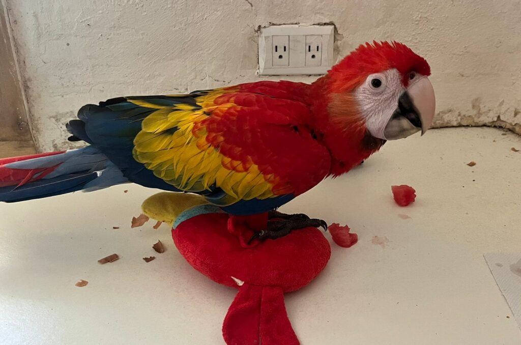 Abby and Sol A young Macaw and her Caretaker Macaw Recovery Network