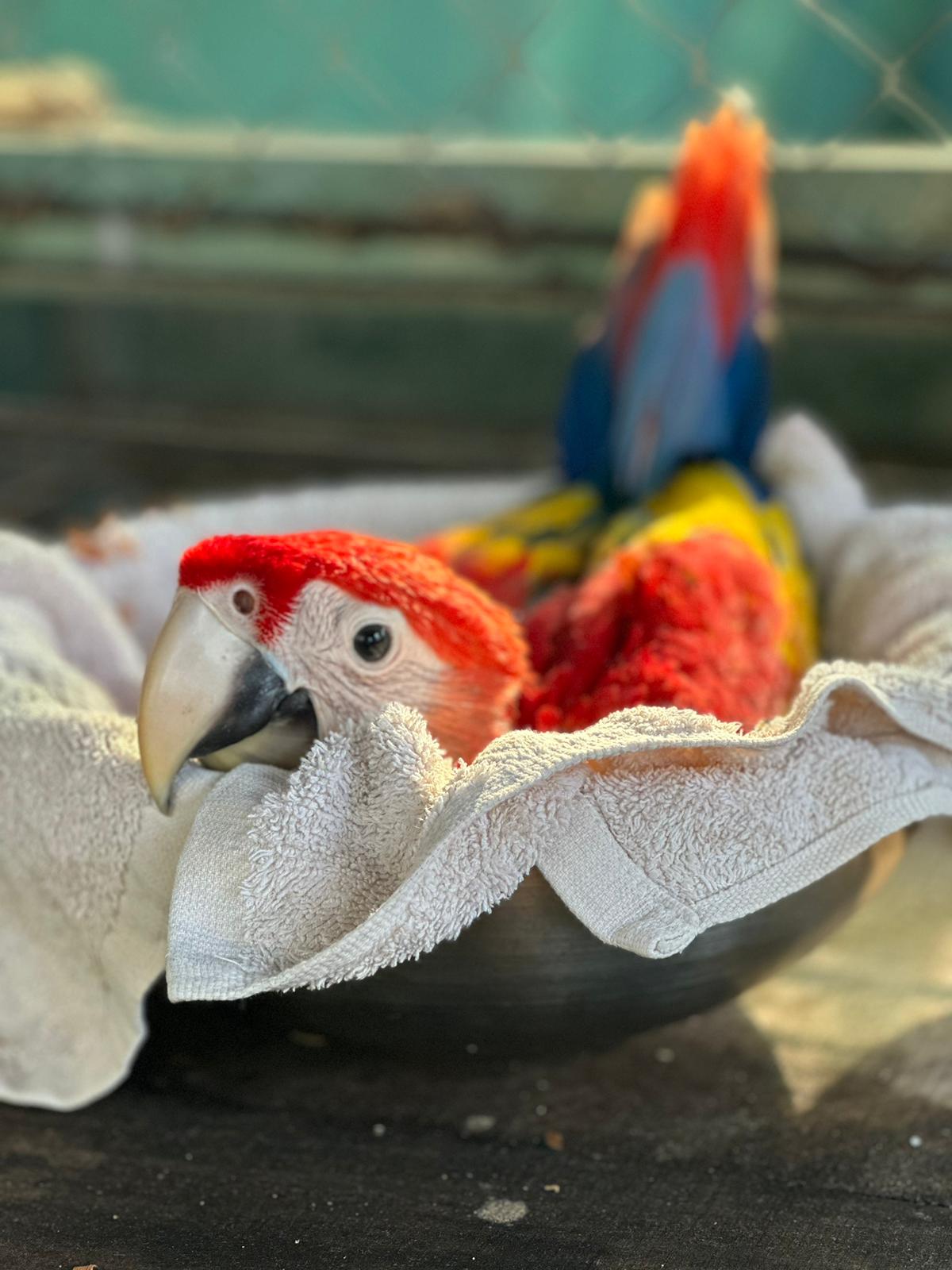 Saving Macaws: Interning at MRN • Macaw Recovery Network - Macaw Recovery Habitat With Led Illumination